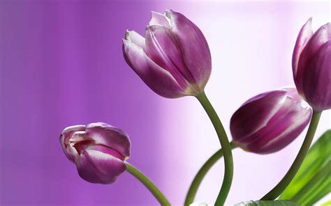 Purple Tulips Wallpapers - Wallpaper Cave