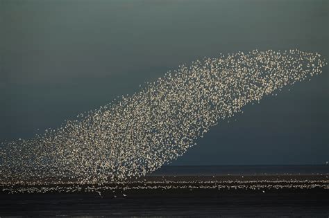 Amazing Patterns Created by Flocks of Birds in Flight (13 pictures ...