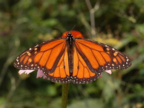 File:Monarch Butterfly Danaus plexippus Male 2664px.jpg - Wikipedia