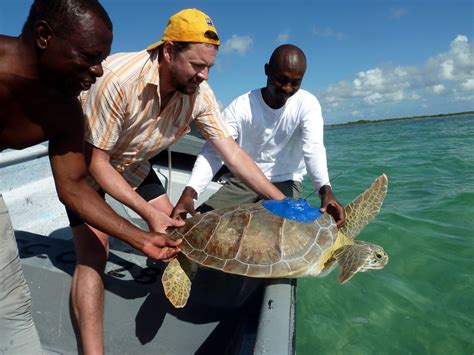 Talkin’ Turtles: the Politics of Sea Turtle Conservation | Hakai Magazine