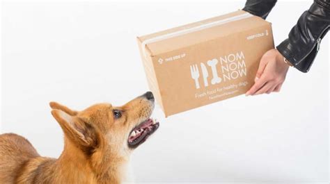 10 Dog Food Delivery Services You Must Try | Petlife