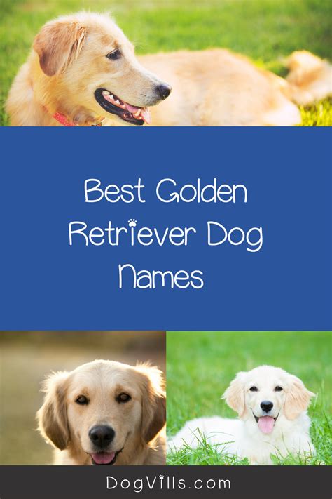 100 Amazing Golden Retriever Dog Names | Dog names, Dogs golden ...