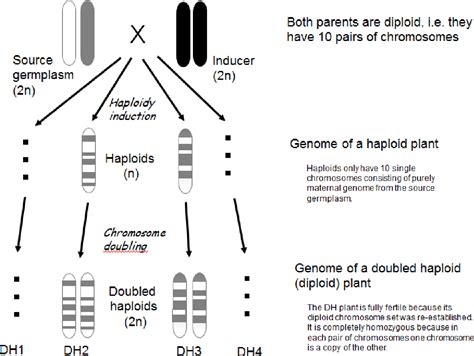 Figure 1.1 from Implementation and Optimization of the Doubled Haploid ...