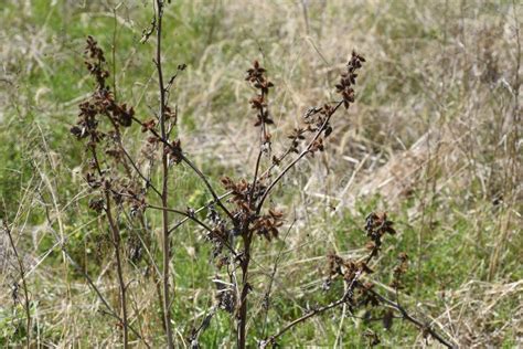 Cocklebur seed stock photo. Image of attaches, garden - 175749958