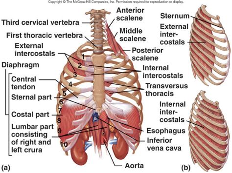 Thoracic Muscles (origins, insertions, & actions) Diagram | Quizlet