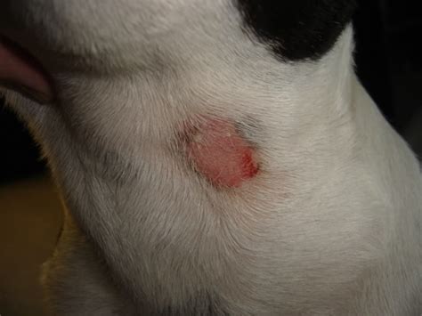 Diagnosing And Treating Ringworm In Pets ~ The Facts From DKC