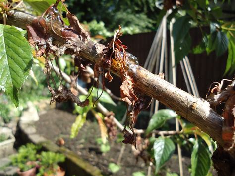 Love My Garden: Bacterial Canker on Ornamental Cherry Tree