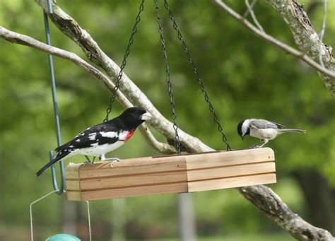 Migration Update: The male Rose-Breasted Grosbeak Arrives - Lightkeeper ...