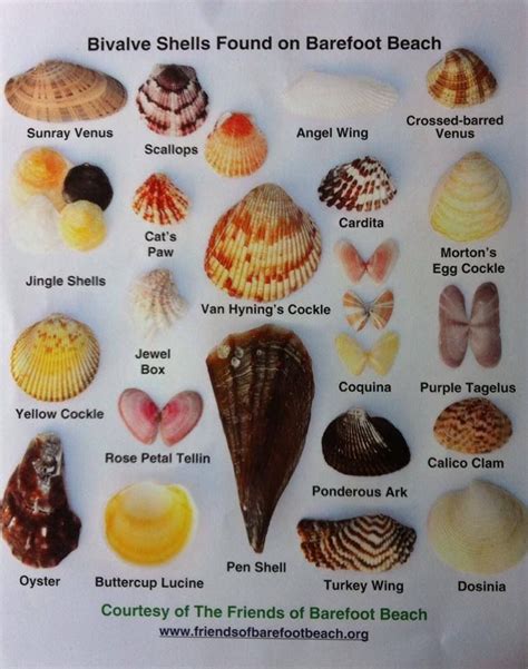 Shell identification | Sea shells, Types of shells, Seashell identification