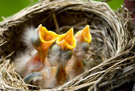 The Nesting Habits of Wild Birds (Details + FAQs)