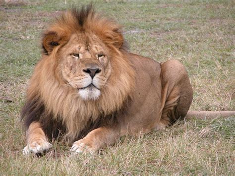 Lion Country Safari - Loxahatchee | Place - Zoo