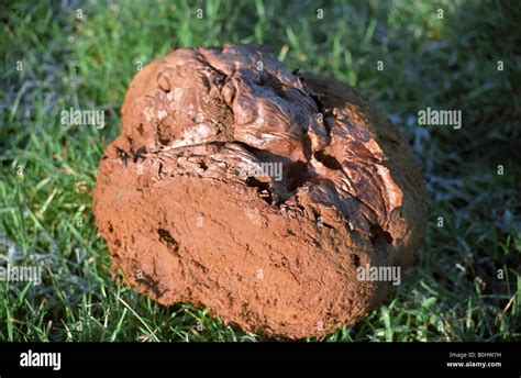 Giant puffball releasing spores hi-res stock photography and images - Alamy