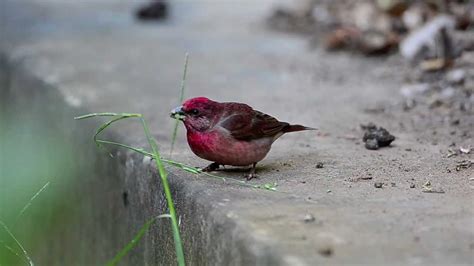 Common Rosefinch - YouTube