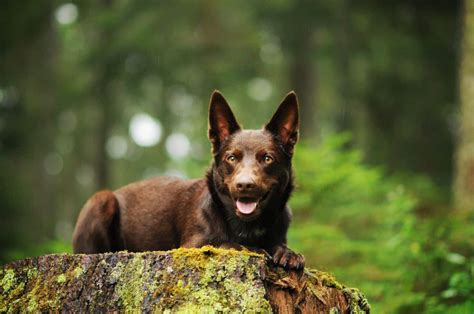 11 Australian Kelpie Mixes — Best Working Dogs