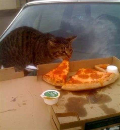 14 Cats That Are Crazy For Pizza ! | Pizza cat, Funny cat pictures, Cats