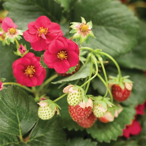 Berried Treasure® Red - Strawberry - Fragaria ananassa | Proven Winners