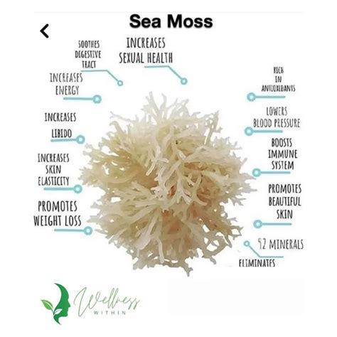 Irish Sea Moss Gel - Wellness Within - Mental Health South Africa