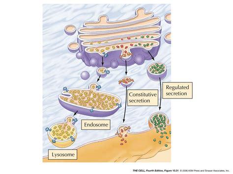 ER - Golgi - Lysosomes