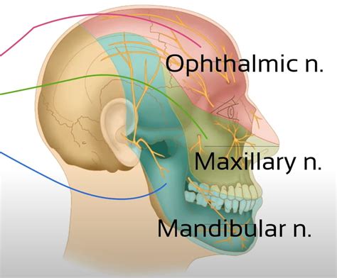 Cervicogenic Headache Explained | Referred Pain Neurophysiology