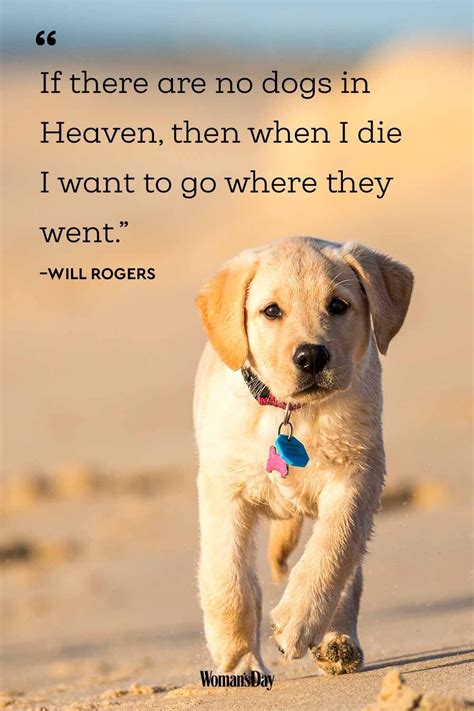 26 Funny Quotes Dogs - SO LIFE QUOTES | Best dog quotes, Dog lover ...