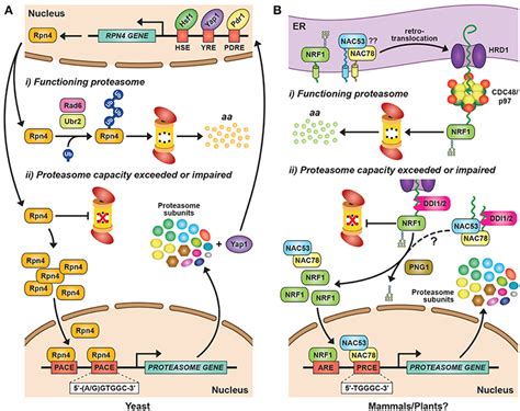 Proteasome Subunits - Marian-Nickjonasytu