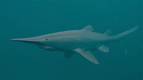 Goblin Shark Facts & Information Guide - American Oceans