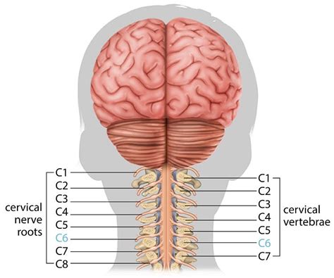 C6 Spinal Cord Injury: What to Expect & How to Recover