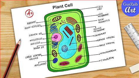 Plant Cell Diagram drawing CBSE || easy way || Labeled Science projects ...