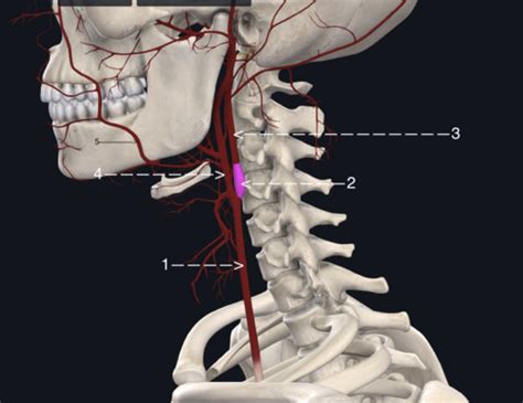 identify neurovascular structures Flashcards | Quizlet