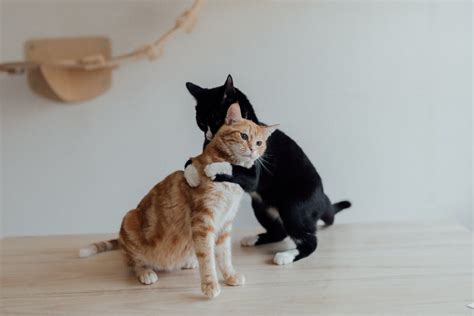 How to Hug a Cat on National Hug Your Cat Day