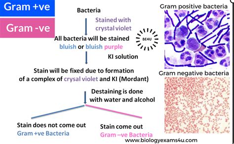 Example of Gram Positive Bacteria