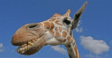 Giraffe Teeth: Everything You Need to Know - A-Z Animals