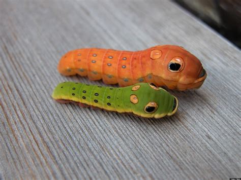 Spicebush Swallowtail Larvae May Be The Coolest Bugs Ever (PHOTO ...