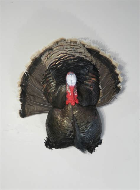 Turkey breast/beard taxidermy for sale. T-124TU – Mounts For Sale