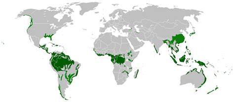 Facts About Rainforests | Live Science