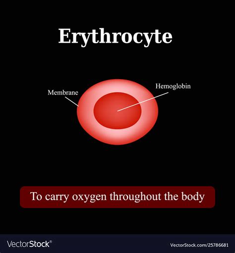 Structure red blood cell erythrocyte Royalty Free Vector