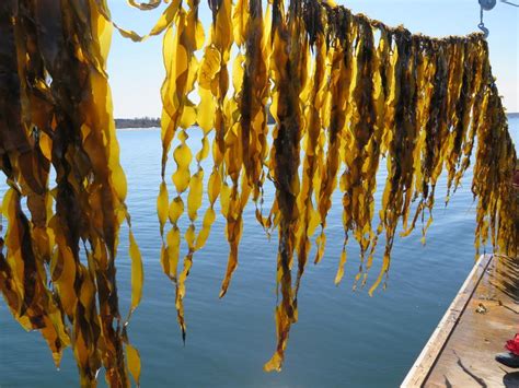 Kelp Farming Promises Economic and Ecological Benefits - Island Institute