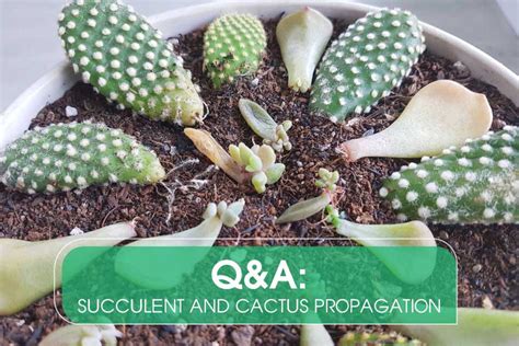 Q&A: Succulent and Cactus Propagation - Succulents Box