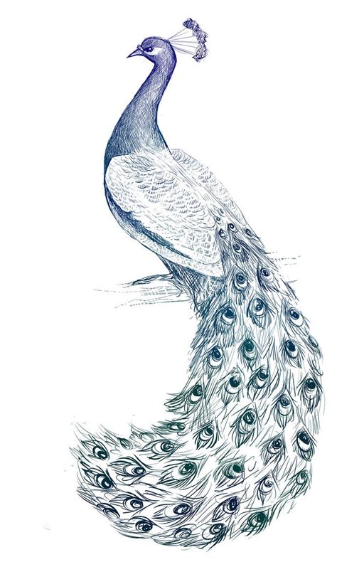 Peacock Drawing Reference and Sketches for Artists