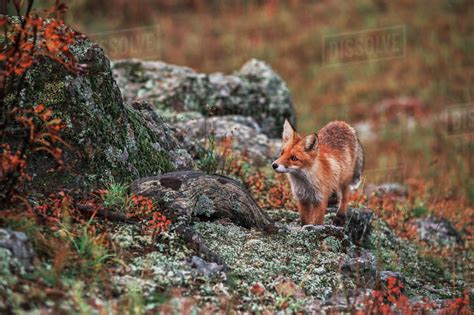 Curious red fox in its natural habitat. Altai nature reserve - Stock ...