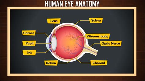 Human Eye Diagram Labeled