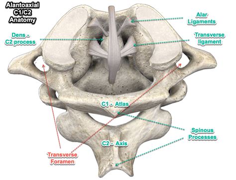 Cervical Spine Anatomy | Sport Med School