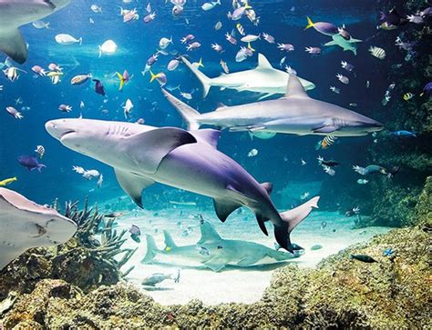 Visit Aquarium In London | SEA LIFE London