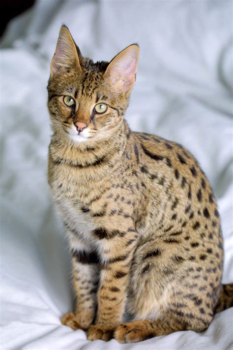 File:Savannah Cat portrait.jpg - Wikimedia Commons