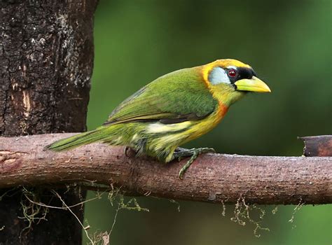 Birds of Mindo, Ecuador — Coke Smith Wildlife