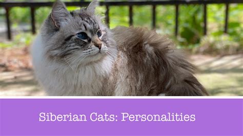 Siberian Cat Personality Traits - YouTube