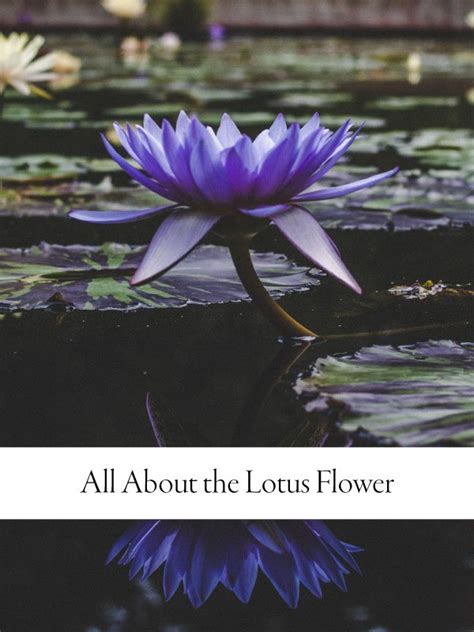 Lotus Flower: Meaning, Symbolism, & Influence - Saffron Marigold