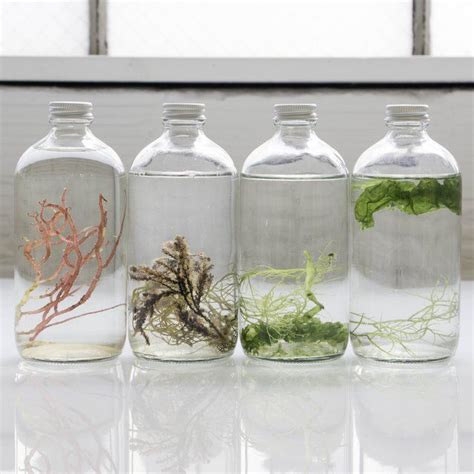 Ocean-inspired Algae Living Art Bottle - Petagadget