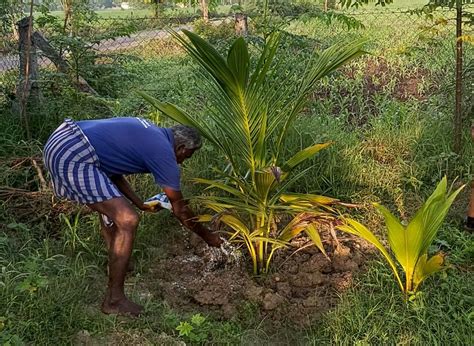 Organic Coconut Farming | Organic farming, Farm, Coconut