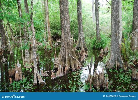 Florida's Swamp Royalty Free Stock Photos - Image: 14075628